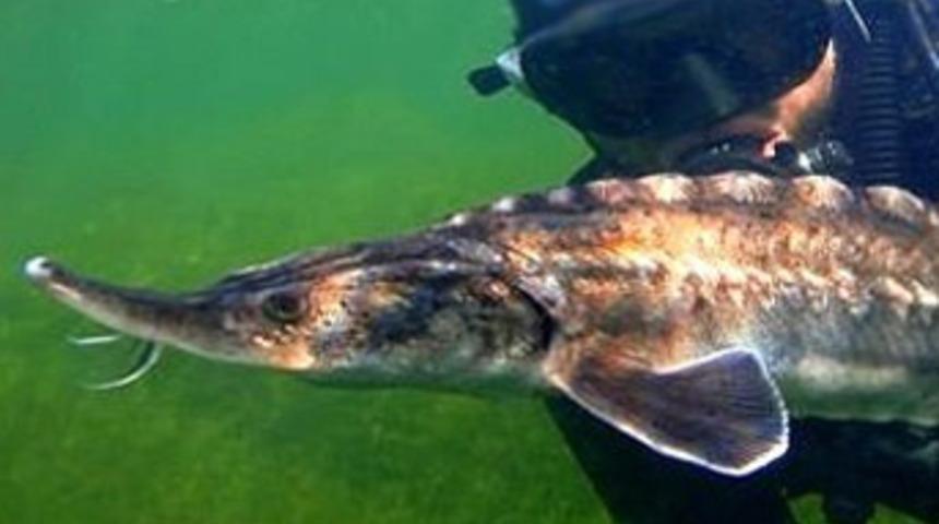 Karadeniz'de büyük tehlike