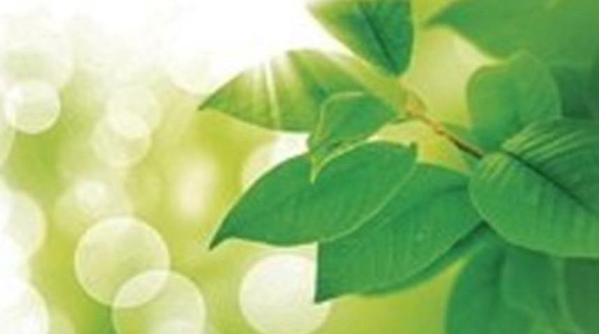 Arabalar yaprak yakacak