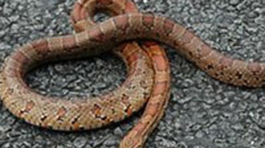 Bebeğinin ağzına giren yılanı gören anne...