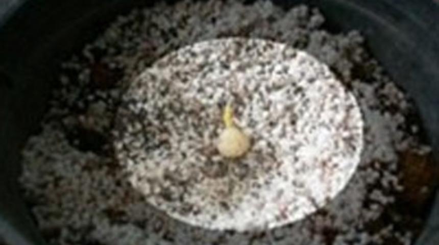 Dünyada sadece Türkiye'de yetişiyor