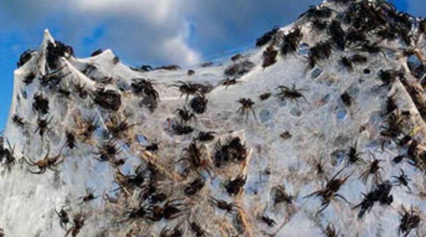 &Ouml;r&uuml;mcekler &ccedil;ıldırdı