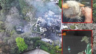 7 milyon dolarlık malikanesi kül oldu! Cara Delevingne'nin evcil dostları böyle kurtarıldı