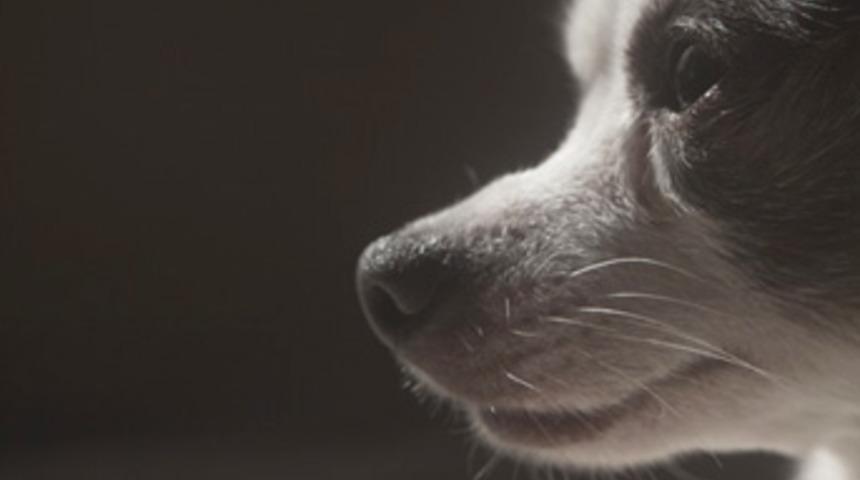 Bu fotoğraflar 93 yıllık lensle &ccedil;ekildi