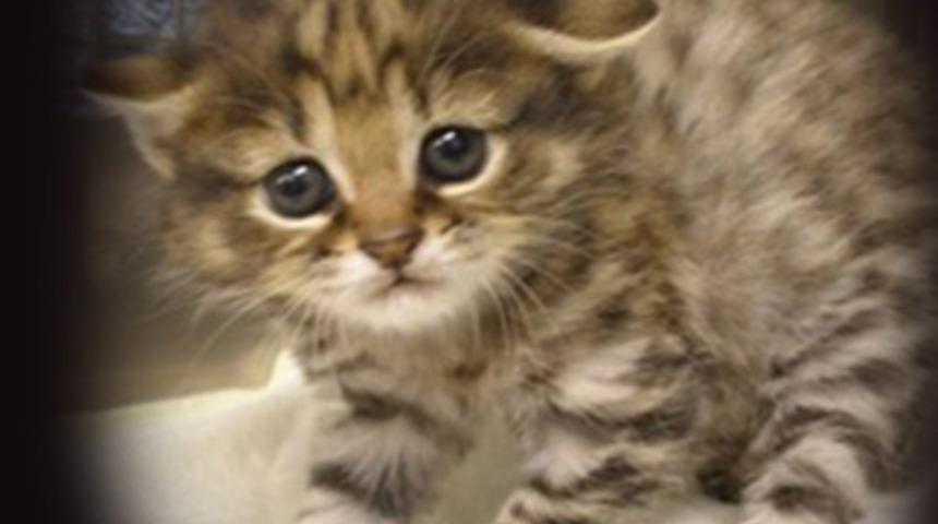 Dünyada onlardan çok az kaldı!