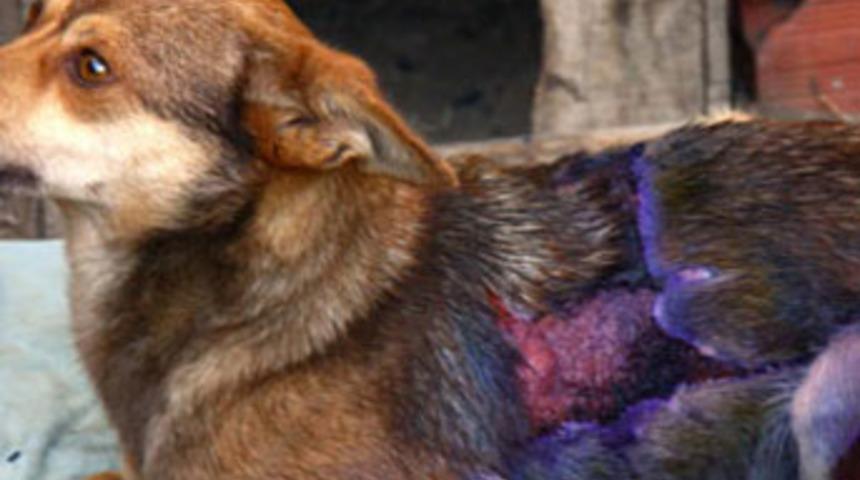 Bu vahşeti yapan insan olabilir mi?