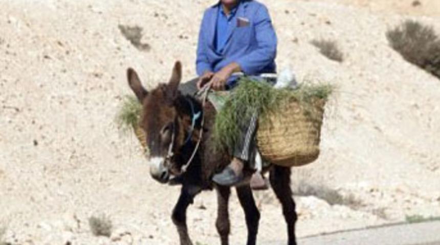 Polisi &ccedil;ıldırtan eşek fıkrası