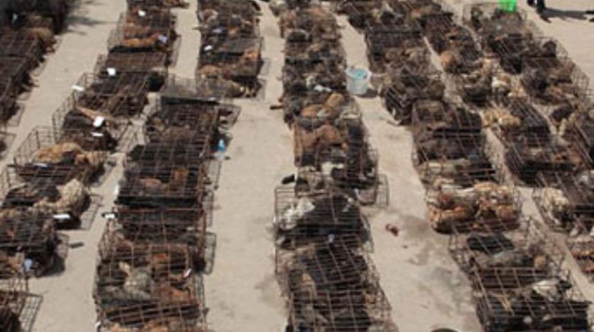 Dehşete d&uuml;ş&uuml;ren g&ouml;r&uuml;nt&uuml;!