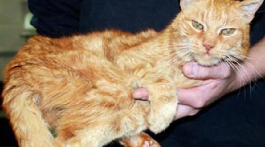 16 yıldır kayıp olan kedi, ormanda bulundu!