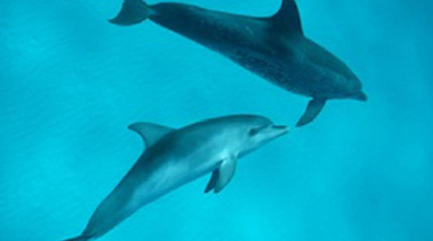 iPhone&rsquo;unuzu sualtı kamerası yapın!