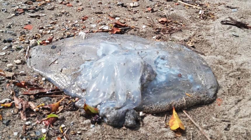 Denizlerde gizli tehlike: Temas ederseniz hemen doktora başvurun! 'Üremesi arttı'