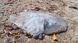 Denizlerde gizli tehlike: Temas ederseniz hemen doktora başvurun! 'Üremesi arttı'