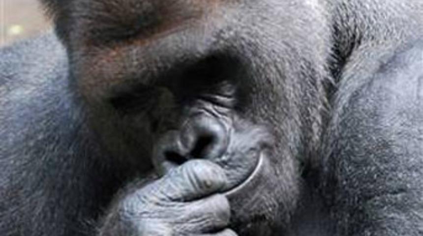 Kafesinden kaçan goril bakıcıya saldırdı!