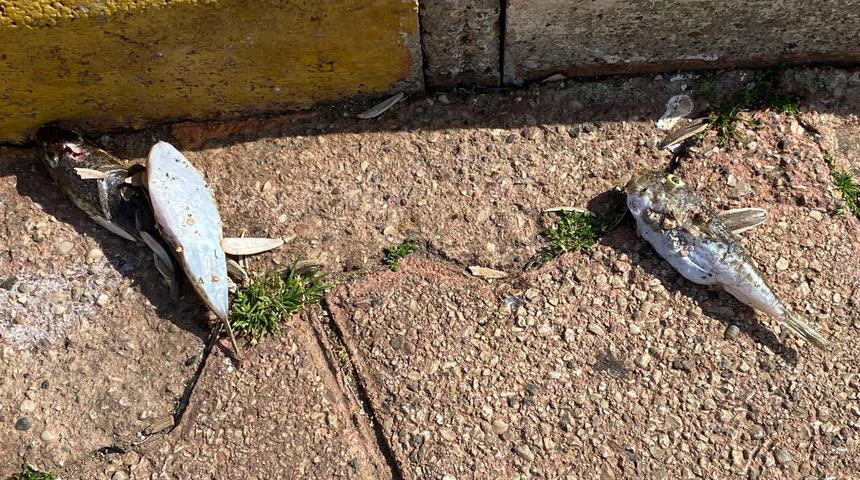 Endişelendiren balon balığı uyarısı! Ölüsü de tehdit oluşturmaya başladı