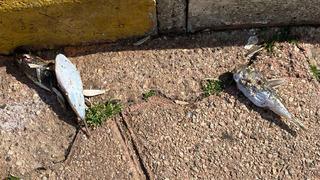 Endişelendiren balon balığı uyarısı! Ölüsü de tehdit oluşturmaya başladı