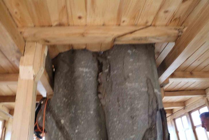 110 metrekare 2+1 ev! Görenler gözlerine inanamadı! 'Kiralamayı da düşünüyorum' 150 yıllık ağacın gövdesinde... G4