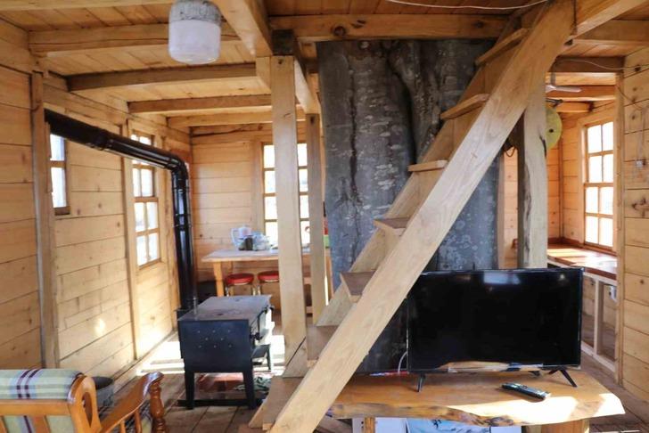 110 metrekare 2+1 ev! Görenler gözlerine inanamadı! 'Kiralamayı da düşünüyorum' 150 yıllık ağacın gövdesinde... G1