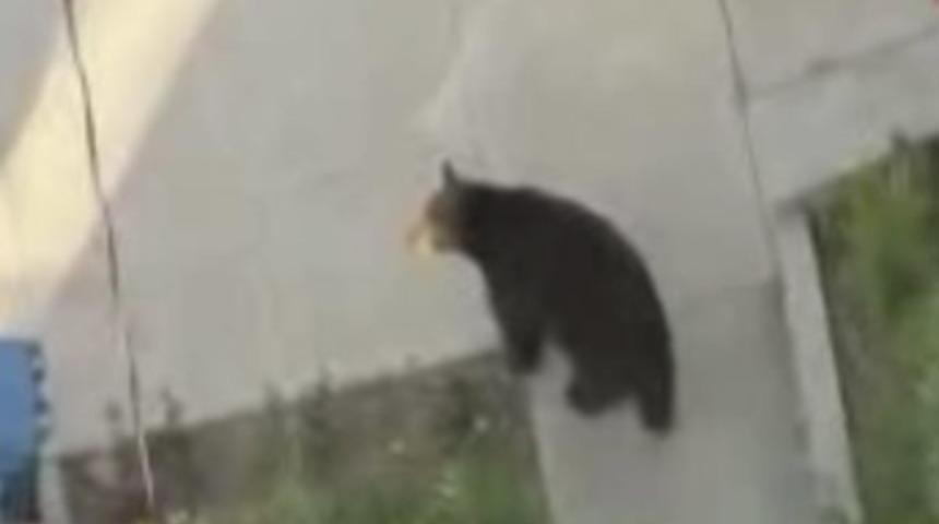 Nereden çıktı bu ayı!..