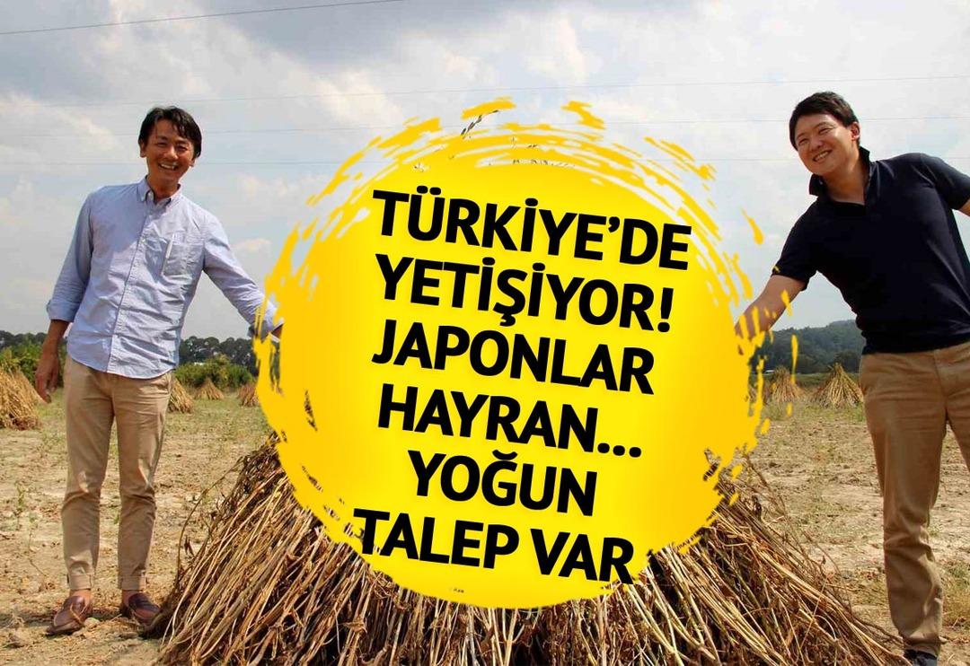 T&uuml;rkiye'de yetişiyor... Japonlar bayılıyor! Yoğun talep var 'Daha pahalı olmasına rağmen bizi tercih ediyorlar'