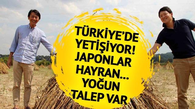 Türkiye'de yetişiyor... Japonlar bayılıyor! Yoğun talep var 'Daha pahalı olmasına rağmen bizi tercih ediyorlar'