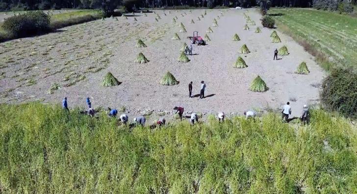 Türkiye'de yetişiyor... Japonlar bayılıyor! Yoğun talep var 'Daha pahalı olmasına rağmen bizi tercih ediyorlar' G3