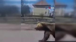 Slovakya’da şaşkına çeviren görüntü! Sokakta koşan ayı insanlara saldırdı
