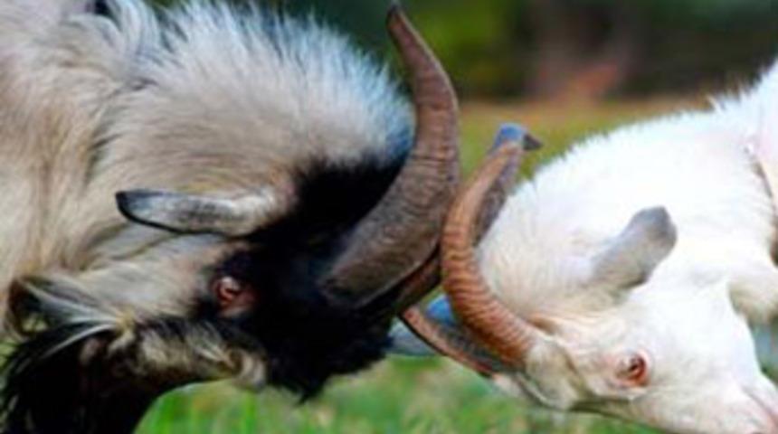 Keçi inadına DNA'lı çözüm!