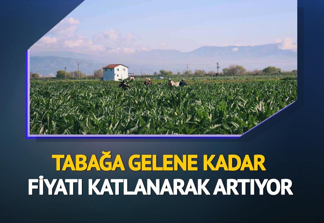 'Yeşil altın' diyorlar! Tarlada 20 TL, tabakta 400 TL... Fiyat farkı artıyor 'Artık lüks olmaya başladı'