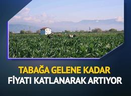 'Yeşil altın' diyorlar! Tarlada 20 TL, tabakta 400 TL... Fiyat farkı artıyor 'Artık lüks olmaya başladı'
