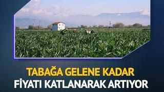 'Yeşil altın' diyorlar! Tarlada 20 TL, tabakta 400 TL... Fiyat farkı artıyor 'Artık lüks olmaya başladı'