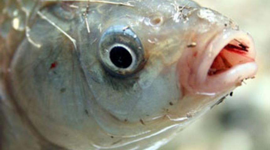 Uşak'ta 'İsrail sazanı' istilası