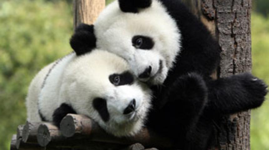 Panda dışkısından &ccedil;ay geliyor