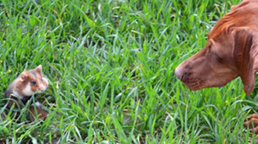 Sahiplerinden kaçtı, dehşet saçıyor!