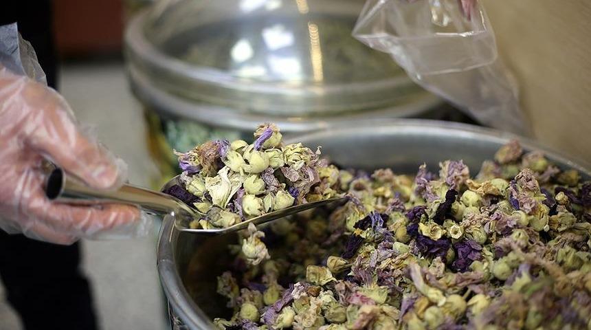 Hatmi çiçeğinin faydaları nelerdir, hangi hastalığa iyi gelir? Öksürük için hatmi çiçeği nasıl yapılır?