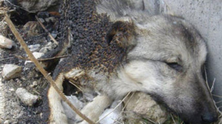 Ankara'da k&ouml;pek katliamı mı başladı?