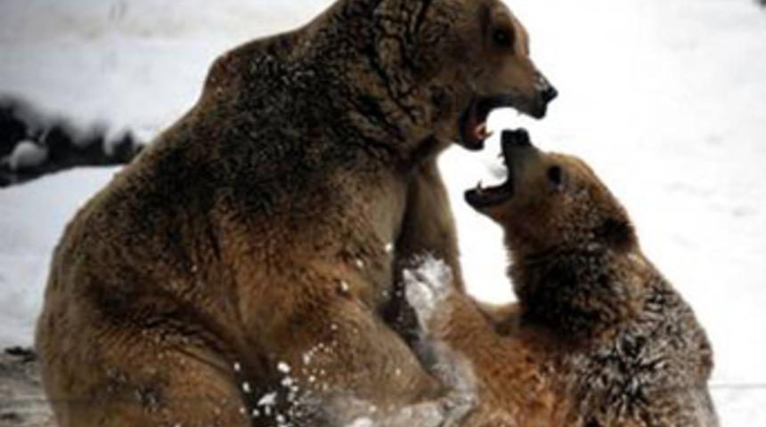 &lsquo;Ayı ter&ouml;rist sayılsın&rsquo;