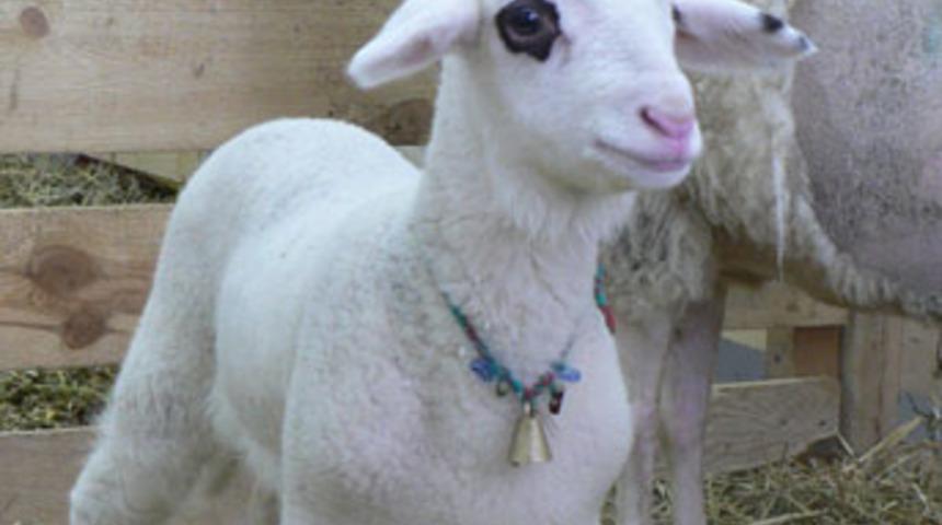 T&uuml;rkiye'nin ilk klon koyunu &ouml;ld&uuml;