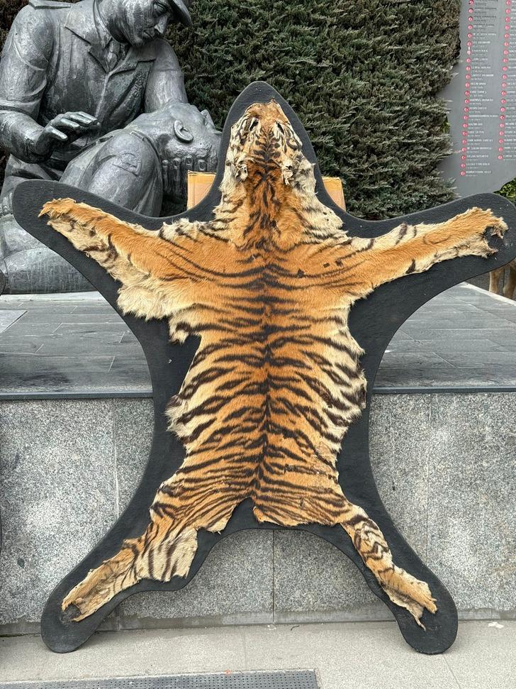 İstanbul'daki kaçak hayvan müzesi şaşkına çevirdi! Anadolu Kaplanı, çizgili geyik, kutup ayısı, timsah, leopar, siyah kurt... G4