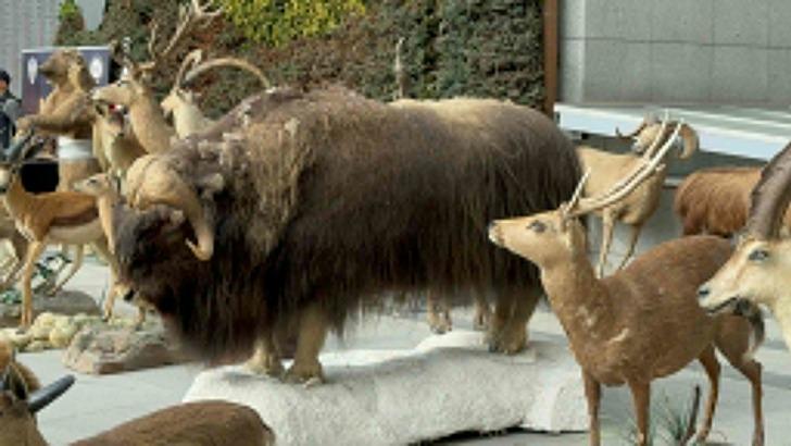 İstanbul'daki kaçak hayvan müzesi şaşkına çevirdi! Anadolu Kaplanı, çizgili geyik, kutup ayısı, timsah, leopar, siyah kurt... G5