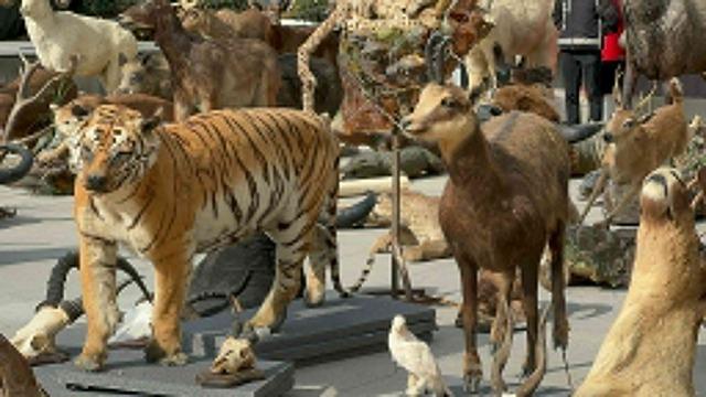 İstanbul'daki kaçak hayvan müzesi şaşkına çevirdi! Anadolu Kaplanı, çizgili geyik, kutup ayısı, timsah, leopar, siyah kurt...