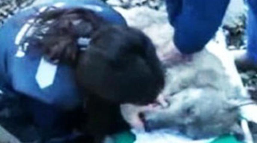 Vahşi kurdu suni teneff&uuml;s yaparak kurtardılar