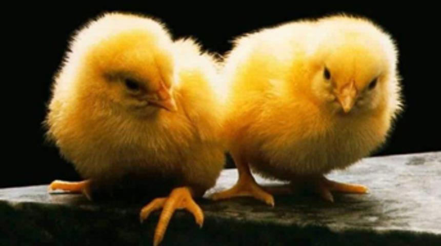 Maaşları civciv olarak verildi!