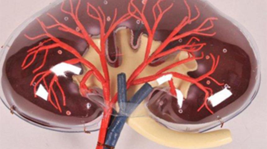 Yapay B&ouml;brek Umut Verici