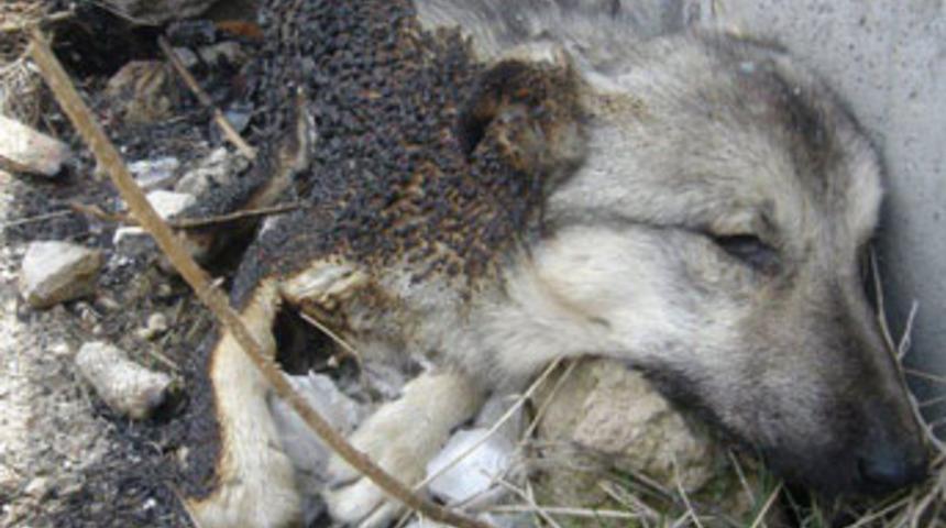 Ankara'da sokak köpeği katliamı
