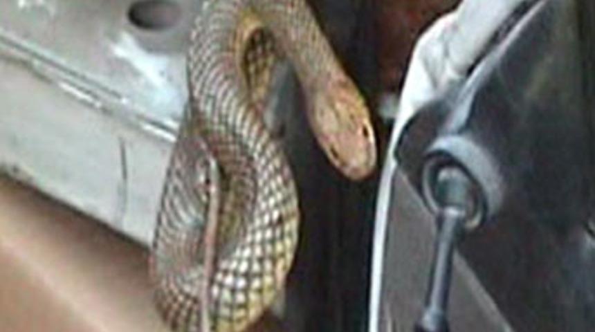 Taksinin içinden 1,5 metrelik yılan çıktı