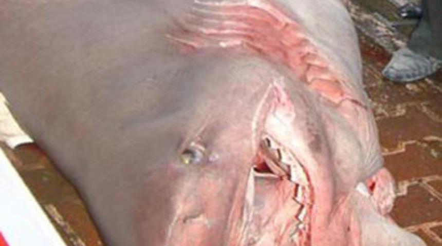 Marmara'da 5 adet köpek balığı yakalandı