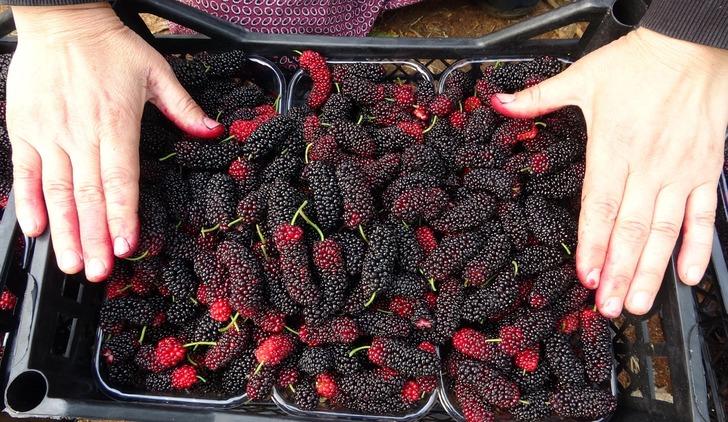 Çiftçilerin yeni gözdesi: Üretimi zahmetsiz, getirisi yüksek... Domatesi bırakıp onu dikmeye başladılar!  G1