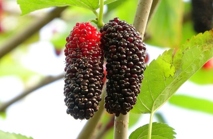 Çiftçilerin yeni gözdesi: Üretimi zahmetsiz, getirisi yüksek... Domatesi bırakıp onu dikmeye başladılar!  G4