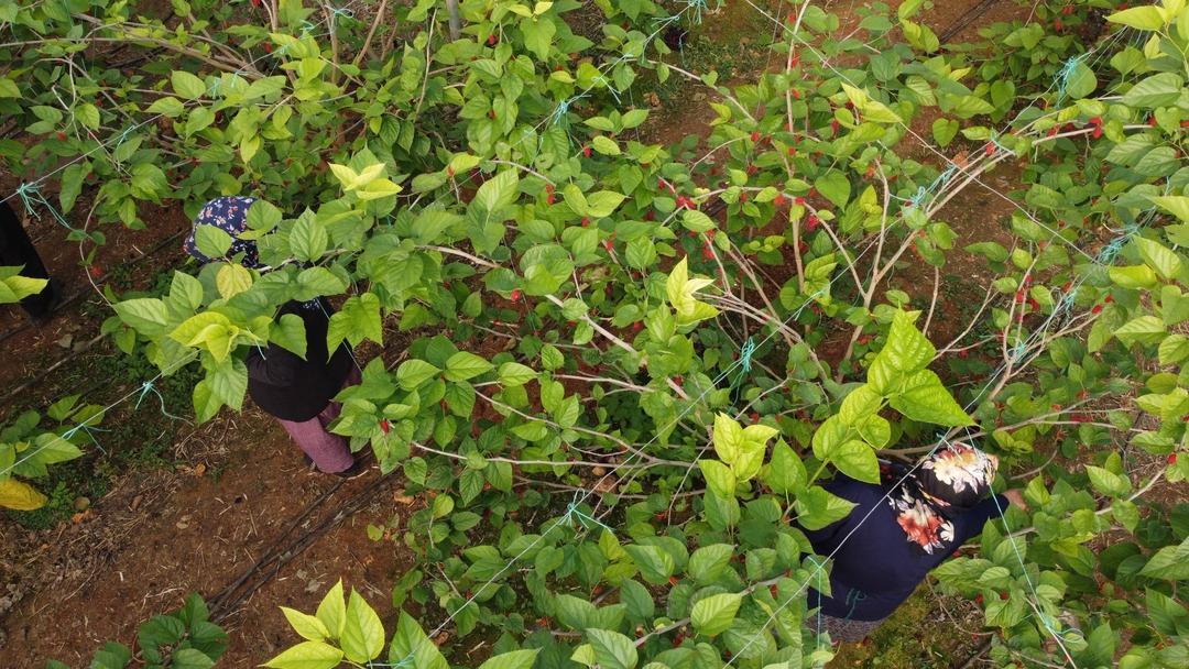&Ccedil;ift&ccedil;ilerin yeni g&ouml;zdesi: &Uuml;retimi zahmetsiz, getirisi y&uuml;ksek... Domatesi bırakıp onu dikmeye başladılar! 