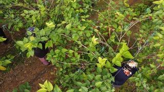 Çiftçilerin yeni gözdesi: Üretimi zahmetsiz, getirisi yüksek... Domatesi bırakıp onu dikmeye başladılar! 