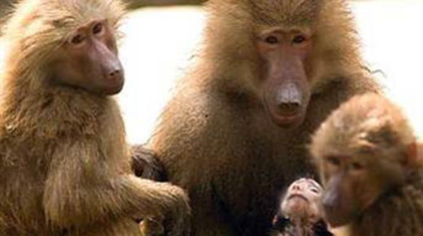 4 harfli kelimeleri tanıyorlar